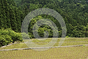 Freshly planted paddy field