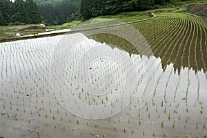 Freshly planted paddy field