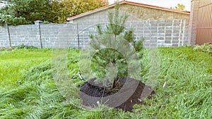 Freshly planted pine tree in an agricultural field. The concept of gardening, ecology, growth, business. Organic farming and