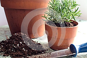 Freshly planted rosemary