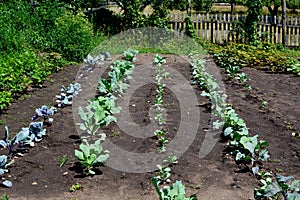 Freshly Planted Vegetable Garden with Cabbage photo