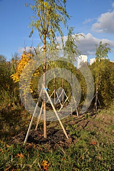 Freshly planted young willow tree in park in autumn, Moscow, Russia