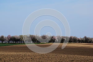 Freshly ploughed brown farm land with bloomimg almond trees in the background