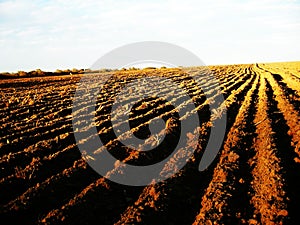 Freshly Plowed Field