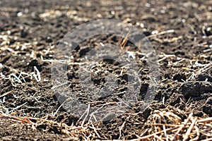 Freshly plowed field of chernozem with the remains of dry tops from last year