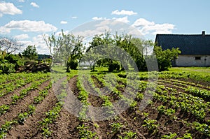 Freshly plowed furrows of young potatoe in garden