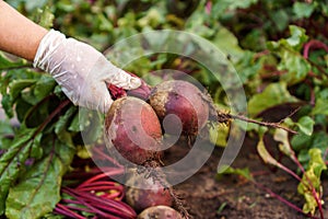 Freshly plucked beetroot from garden closeup. Hand of person in latex protective gloves uproot ripe beet from ground. photo