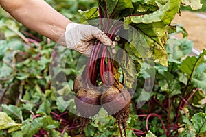 Freshly plucked beetroot from garden. Hand of person in latex protective gloves uproot young ripe beet from ground.