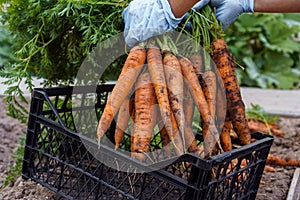 Freshly plucked carrots closeup. Hand of person in latex gloves put down bunch of carrots in black plastic basket.