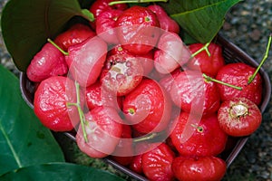Freshly plucked rose apple fruit on basket for sale. Also known as jambu air Merah (Syzygium aqueum)