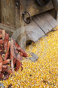 Freshly processed corn kernels with discarded cobs under a vintage agricultural maize separator processing machine