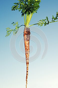 Freshly pulled carrot