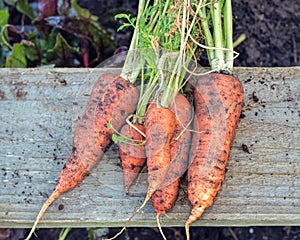 Freshly Pulled Organic Carrots. Vegetable Garden Home Grown Produce.