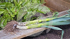 Freshly Pulled Organic Leeks. Vegetable Garden Home Grown Produce.