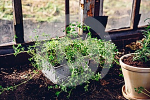 Freshly Repotted Thyme from Bed to Pot