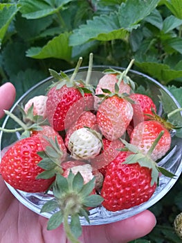 Freshly ripe organic strawberries in a small bowl