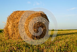 Freshly rolled hay bale