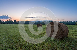 Freshly rolled hay bales rest in a farm field on a late summer morning