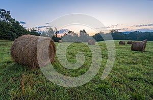 Freshly rolled hay bales rest in a farm field on a late summer morning