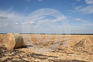 Freshly rolled hay in field
