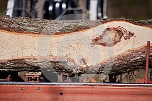 Freshly sawed tree trunk showing a knot