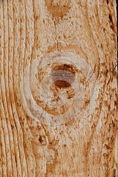 Freshly sawed wood photo