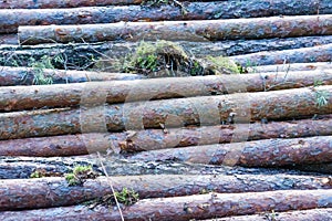 Freshly sawn logs without pine branches are stacked in a pile. Harvesting fresh wood. Side view