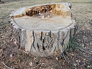 Freshly sawn rotten tree stump