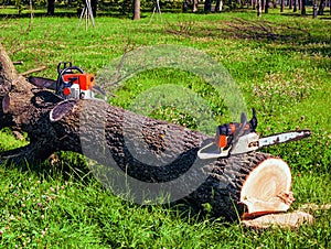 Freshly sawn tree in the park lies on the grass and two chainsaws nearby