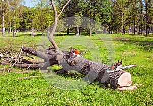 Freshly sawn tree in the park and two chainsaws near