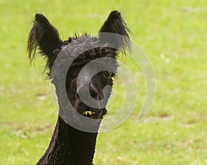 Freshly shaved young black Alpaca, Vicugna pacos, looking particularly goofy photo