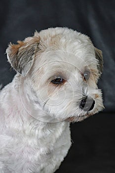 Freshly sheared havanese puppy