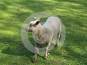 Freshly sheared sheep