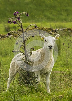 Freshly Sheared Sheep