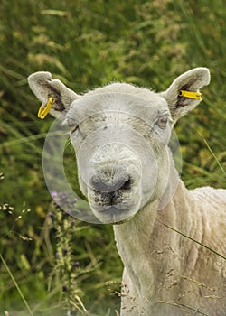 Freshly Sheared Sheep