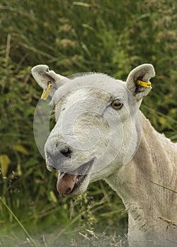 Freshly Sheared Sheep