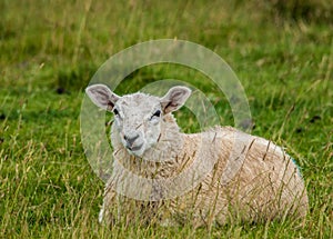 Freshly Sheared Sheep photo