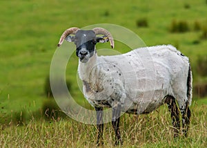Freshly Sheared Sheep