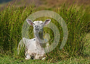 Freshly Sheared Sheep photo