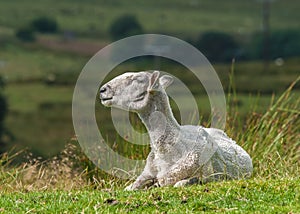Freshly Sheared Sheep photo