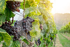 Freshly Shiraz grapes for wine production photo