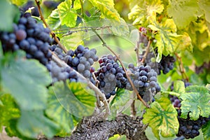 Freshly Shiraz grapes for wine production