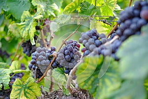 Freshly Shiraz grapes for wine production