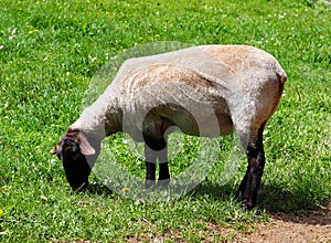 Freshly Shorn Sheep