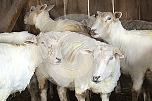 Freshly shorn sheep in a barn in East Windsor, Connecticut
