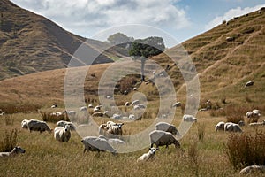 Freshly shorn sheep in golden dry, coastal paddock, New Zealand