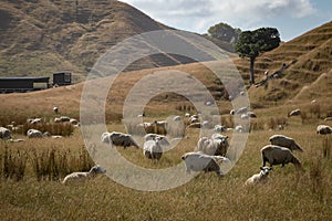 Freshly shorn sheep in golden dry, coastal paddock, New Zealand