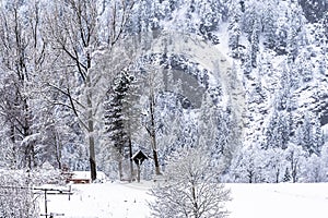 Fresco misto foresta sul montagna 