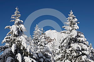 Freshly snowed fir trees in the background the mountain Grosser Mythen in central Switzerland