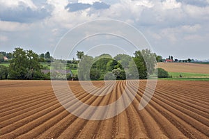 Freshly sowed field